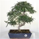 <b>Pepe</b> Esemplare Unico cm 46-160,00 € (7)