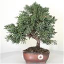 <b>Ginepro Kishu</b> Esemplare Unico cm 35-98,00 €