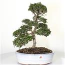 <b>Olmo Giapponese</b> Esemplare Unico cm 41-140,00 €