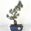 <b>Pino a 5 Aghi</b> Esemplare Unico cm 35-160,00 €