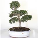 <b>Olmo Giapponese</b> Esemplare Unico cm 40-160,00 €