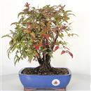 <b>Nandina</b> Esemplare Unico cm 33-39,50 €