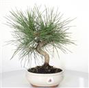 <b>Pino Nero</b> Esemplare Unico cm 35-98,00 €