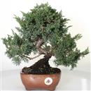 <b>Ginepro Kishu</b> Esemplare Unico cm 33-98,00 €