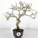 <b>Frassino Cinese</b> Esemplare Unico cm 29-98,00 €