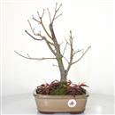 <b>Acero Corticosa Arakawa</b> Esemplare Unico cm 42-130,00 €