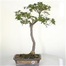 .<b>Azalea Indica</b> Esemplare Unico cm 60-240,00 €