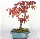 <b>Acero Corticosa Arakawa</b> Esemplare Unico cm 43-130,00 €