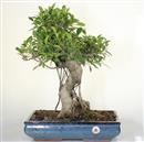 <b>Ficus Retusa</b> Esemplare Unico cm 58-280,00 € (10)