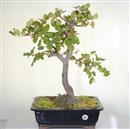 <b>Carrubo</b> Esemplare Unico cm 65-290,00 €