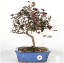 <b>Loropetalum</b> Esemplare Unico cm 30-49,00 €