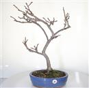 <b>Glicine</b> Esemplare Unico cm 57-220,00 € novi