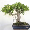 <b>Ficus Retusa</b> Esemplare Unico cm 46-190,00 € (10) novi