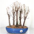 <b>Metasequoia Bosco</b> Esemplare Unico cm 36-120,00 €