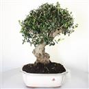 <b>Olivo Silvestre</b> Esemplare Unico cm 44-240,00 €