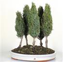 <b>Cipresso Bosco</b> Esemplare Unico cm 42-198,00 €