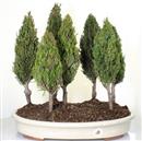 <b>Cipresso Bosco 7 Alberi</b> Esemplare Unico cm 48-240,00 €