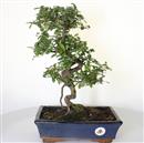 <b>Sagerezia</b> Esemplare Unico cm 40-120,00 € (7)