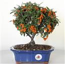 <b>Piracanta</b> Esemplare Unico cm 23-49,00 €