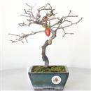 <b>Kaki</b> Esemplare Unico cm 29-290,00 €