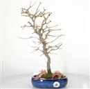 <b>Acero Tridente</b> Esemplare Unico cm 41-150,00 €