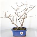 <b>Callicarpa</b> Esemplare Unico cm 32-87,00 €