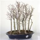 <b>Bagolaro Bosco</b> Esemplare Unico cm 43-240,00 €