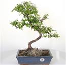 <b>Sagerezia</b> Esemplare Unico cm 49-120,00 (7)