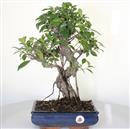 <b>Ficus Retusa</b> Esemplare Unico cm 45-99,00 € (10)