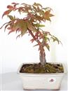 <b>Acero Osakazuki</b> Esemplare Unico cm 26-67,00 €