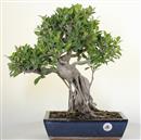 <b>Ficus Retusa</b> Esemplare Unico cm 47-180,00 € (10)
