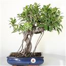 <b>Ficus Retusa</b> Esemplare Unico cm 40-97,00 € (10)