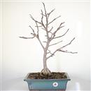 <b>Magnolia Stellata</b> Esemplare Unico cm 55-280,00 €