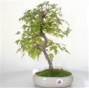 <b>Acero Tridente</b> Esemplare Unico cm 37-150,00 €