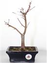 <b>Acero Deshojo</b> Esemplare Unico cm 30-49,00 €