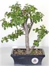 <b>Portulacaria</B> Esemplare Unico cm 29-39,00 € (10)