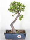 <b>Portulacaria</B> Esemplare Unico cm 30-47,00 € (10)