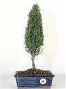 <b>Cipresso</b> Esemplare Unico cm 40-39,00 €
