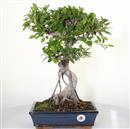 <b>Ficus Retusa</b> Esemplare Unico cm 46-99,00 € (10)
