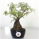 <b>Rosa Giapponese Shohin</b> Esemplare Unico cm 25-130,00 €