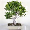 <b>Ficus Retusa</b> Esemplare Unico cm 47-140,00 € (10)