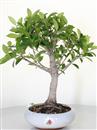 <b>Ficus Retusa</b> Esemplare Unico cm 35-37,00 € (10)