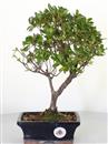 <b>Azalea Indica</b> Esemplare Unico cm 33-57,00 €