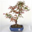 <b>Acero Deshojo</b> Esemplare Unico cm 46-198,00 €