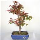 <b>Acero Deshojo</b> Esemplare Unico cm 55-240,00 €