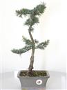 <b>Cedro dell'Atlante</b> Esemplare Unico cm 41-75,00 €
