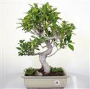 <b>Ficus Retusa</b> Esemplare Unico cm 47-140,00 € (10)