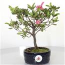 <b>Azalea Indica</b> Esemplare Unico cm 21-33,00 €