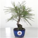 <b>Pino Nero Corticosa Shohin</b> Esemplare Unico cm 25-160,00 €