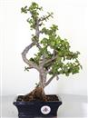 <b>Portulacaria</B> Esemplare Unico cm 36-49,00 € (10)
